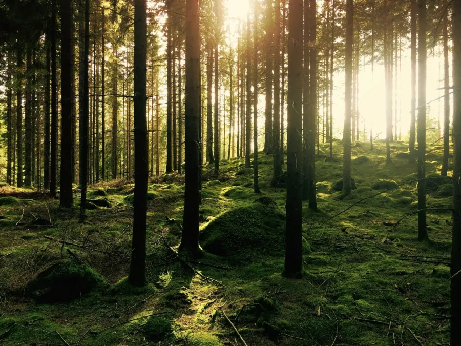 Forest with moss-covered ground