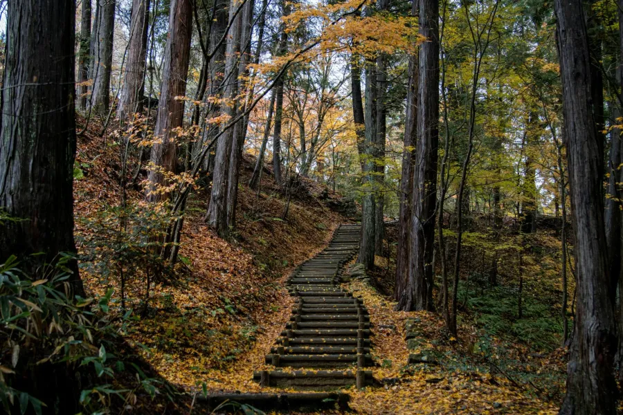 A wooden staircase winding through a forest with tall trees and fallen leaves