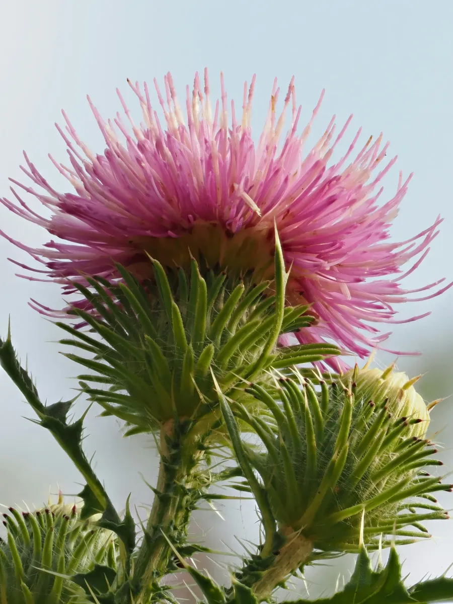 Close-up of a pink thistle flower