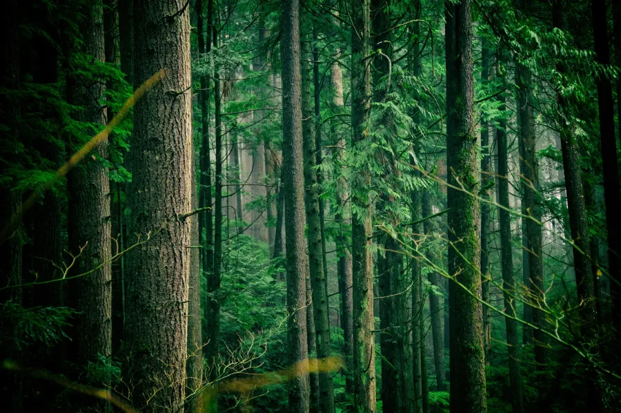 Tall green trees in a misty forest