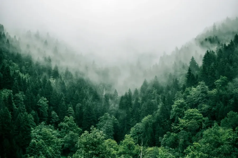 Forest with mist covering the treetops