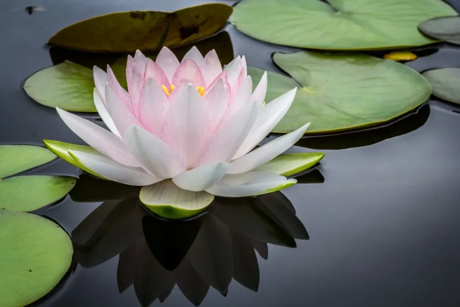 Pink and white water lily flower floating on a dark pond surrounded by lily pads
