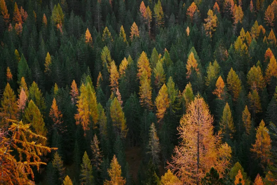 Aerial view of a dense autumn forest canopy