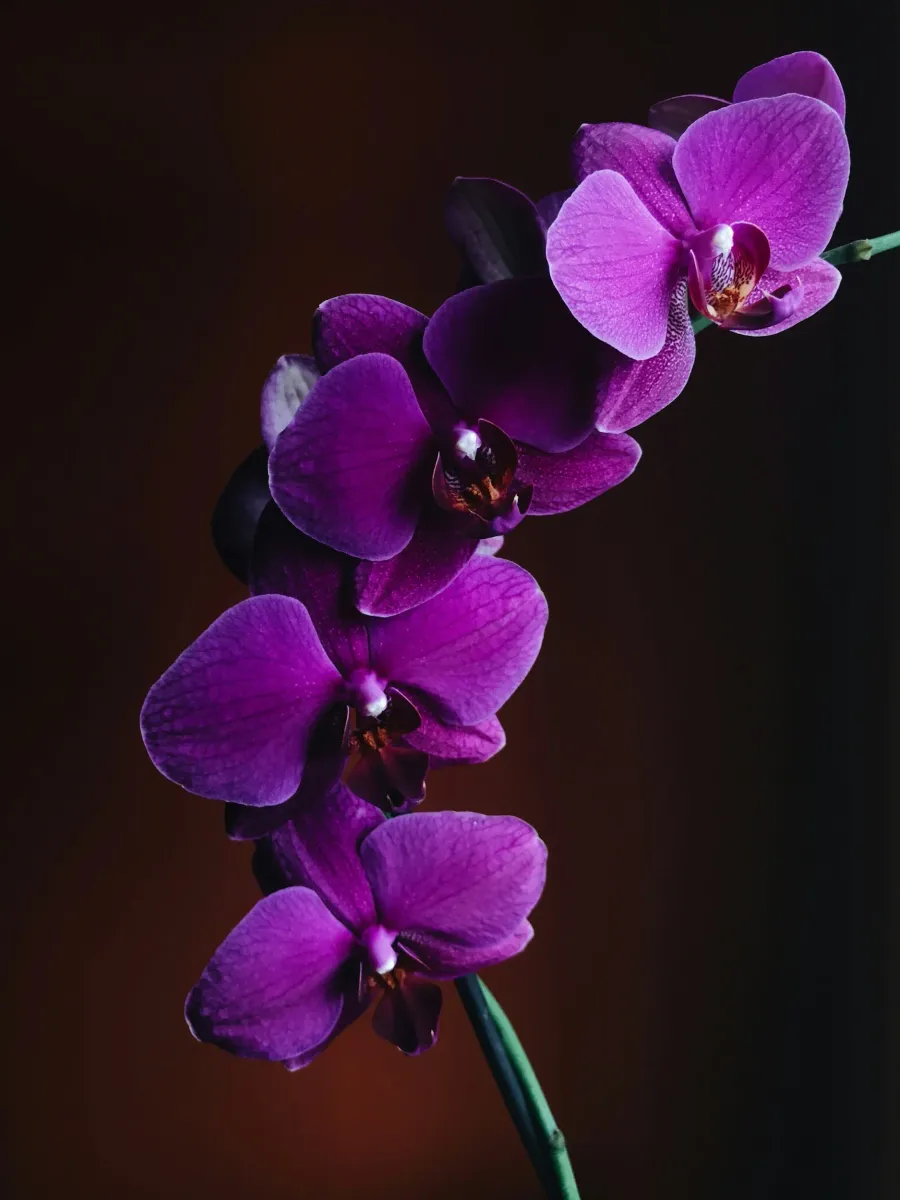 Close-up of a purple orchid flower with multiple blossoms on a dark background