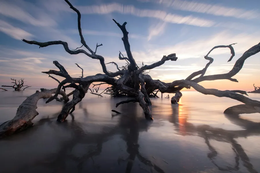 Sunset over calm water with twisted tree roots