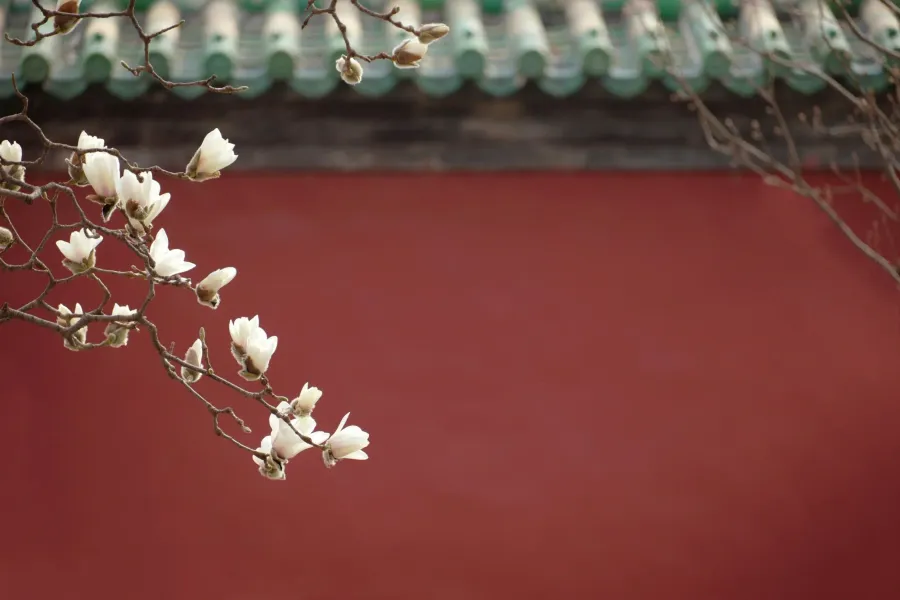 White magnolia flowers blooming with traditional Chinese roof tiles in the background